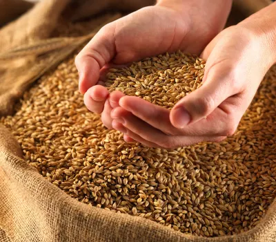 Wheat